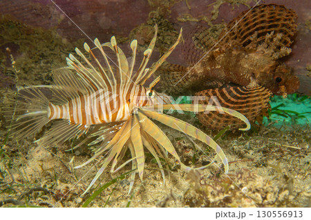 A red lionfish with a dwarf lionfish, or shortspine scorpionfish in the background in Puerto Galera 130556913