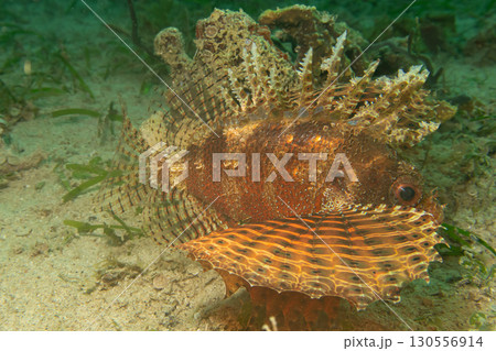 Dendrochirus brachypterus, dwarf lionfish, or shortspine scorpionfish at a Philippines coral reef 130556914
