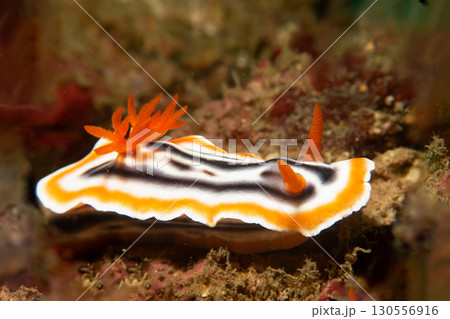 A close-up picture of a beautiful nudibranch, Magnificent Chromodoris, or Chromodoris magnifica A close-up picture of a beautiful nudibranch, Magnificent Chromodoris, or Chromodoris magnifica 130556916