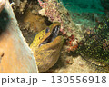 A close-up photo of a yellow Fimbriated moray with open mouth looking out from a coral reef 130556918