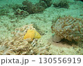 A yellow cuttlefish looking out from among soft coral. Picture from Puerto Galera, the Philippines 130556919