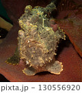 A painted frogfish, Antennarius pictus hiding in a marine environment. 130556920