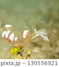 A super macro photo of a Holthuis cleaner shrimp, Ancylomenes holthuisi 130556921