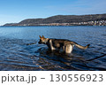 A young happy German Shepherd plays with a stick in a lake. Blue water and mountains in the background 130556923