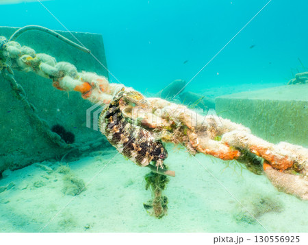 Anchor chain on the bottom of the Adriatic Sea near Losinj, Croatia 130556925