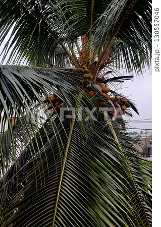 Bounteous Coconut Crop on Tree Bounteous Coconut Crop on Tree 130557046