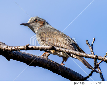 枝にとまるヒヨドリ 枝にとまるヒヨドリ 130557055