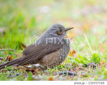地面を歩くヒヨドリ 130557589