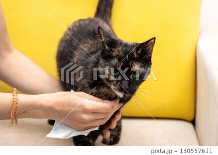 A person is gently cleaning a fluffy cat using a paper towel 130557611