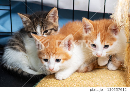 Three adorable kittens are comfortably sitting next to each other in a cage Three adorable kittens are comfortably sitting next to each other in a cage 130557612