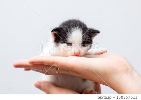 A person is gently holding a small black and white kitten in their hand A person is gently holding a small black and white kitten in their hand 130557613