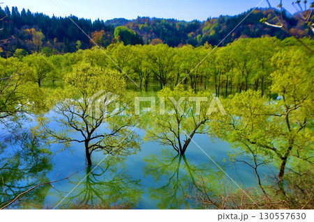 白川湖の水没林（山形県・飯豊町） 130557630