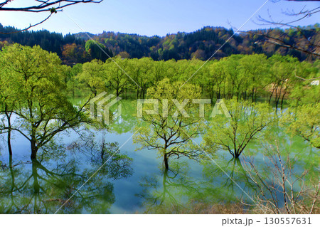 白川湖の水没林（山形県・飯豊町） 130557631