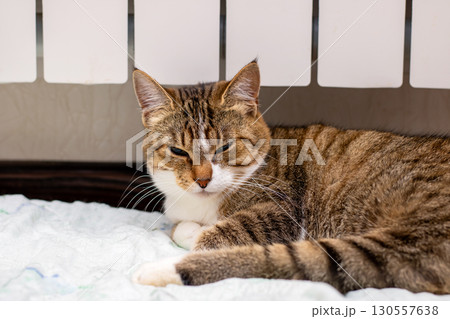A domestic cat is peacefully laying on a bed with its eyes closed 130557638
