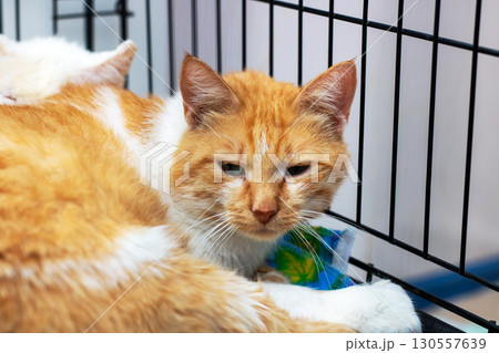 An orange and white cat is laying in a cage while looking at the camera 130557639