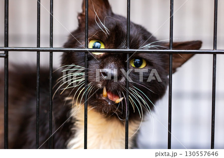 A black and white cat is sitting in a cage, its mouth open wide 130557646