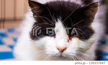 A black and white cat that has striking blue eyes is gazing at the camera 130557647