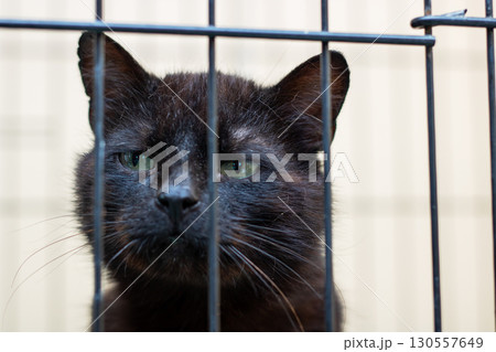 There is a black cat currently behind bars while it gazes at the camera 130557649