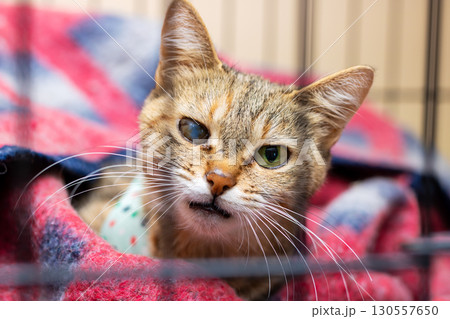 A cat is on a blanket in a cage, looking at the camera A cat is on a blanket in a cage, looking at the camera 130557650