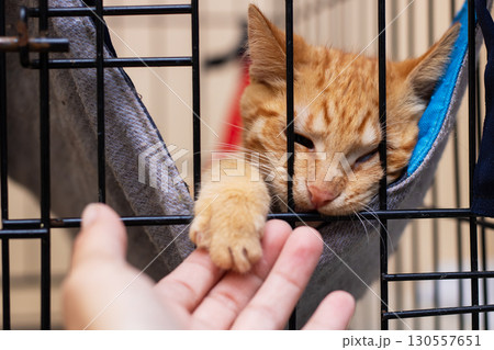 A person is gently petting an orange cat that is inside a cage 130557651