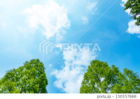 青空と雲と木立 130557666