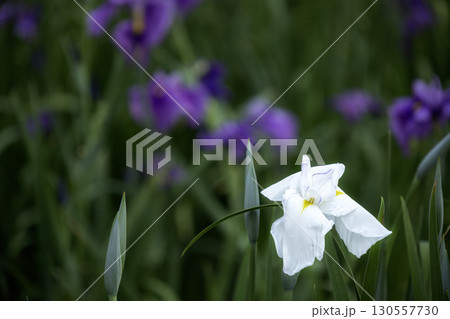 梅雨の花、菖蒲咲く風景-10 130557730