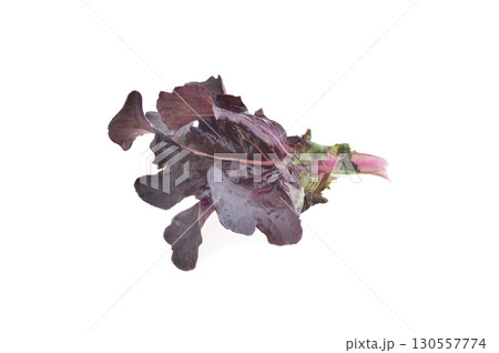 Red oak lettuce on white background Red oak lettuce on white background 130557774