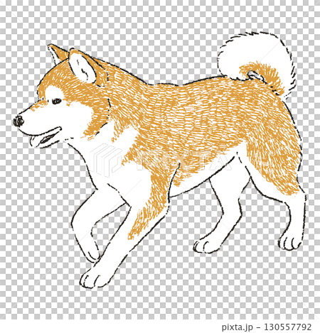 歩いている柴犬 130557792