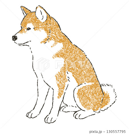 座っている柴犬 130557795