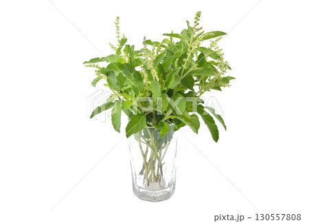 Holy Basil,Ocimum sanctum isolate on white background Holy Basil,Ocimum sanctum isolate on white background 130557808