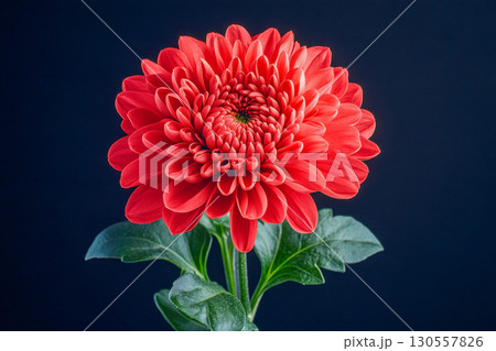 Close up of a beautiful red chrysanthemum flower with vibrant layered petals and fresh green leaves. Isolated on a simple dark black background. Close up of a beautiful red chrysanthemum flower with vibrant layered petals and fresh green leaves. Isolated on a simple dark black background. 130557826