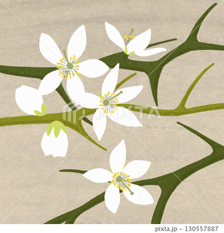 カラタチの花。シックな春の花。カードにも使いやすい大人デザイン。 130557887