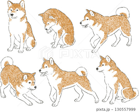 柴犬のシンプルなイラストセット 130557999