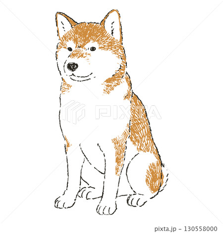 正面を向いてお座りをする柴犬 130558000
