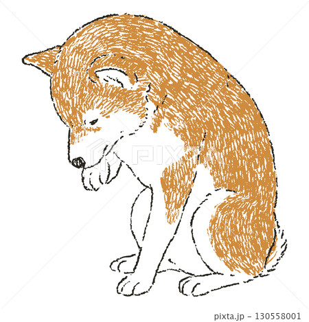 座って毛づくろいしている手書きの柴犬のイラスト 130558001