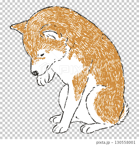 座って毛づくろいしている手書きの柴犬のイラスト 130558001