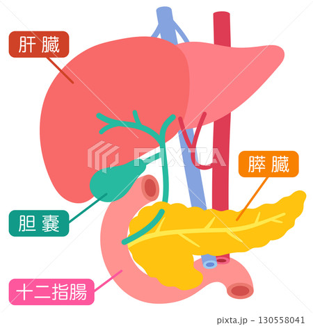 肝臓　胆嚢　膵臓　十二指腸　臓器の構造 130558041