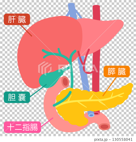肝臓　胆嚢　膵臓　十二指腸　臓器の構造 130558041