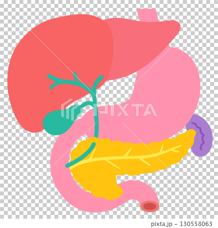 Liver, gallbladder, pancreas, duodenum, spleen, organ structure 130558063