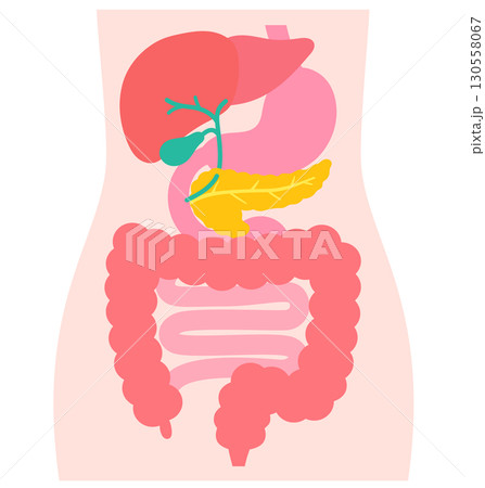 消化器系　肝臓　胆嚢　膵臓　胃　十二指腸　臓器の構造 130558067