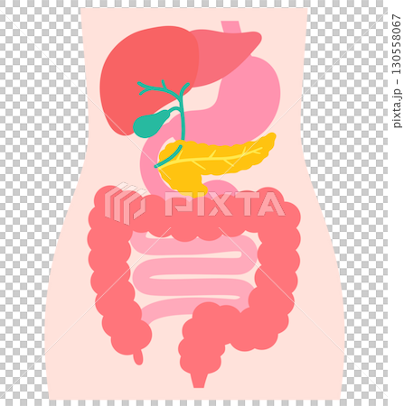 消化器系　肝臓　胆嚢　膵臓　胃　十二指腸　臓器の構造 130558067