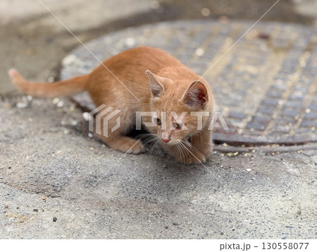 Ginger kitten standing on the street. Youthful innocence, curiosity, and adaptation in an urban outdoor environment. Ginger kitten standing on the street. Youthful innocence, curiosity, and adaptation in an urban outdoor environment. 130558077