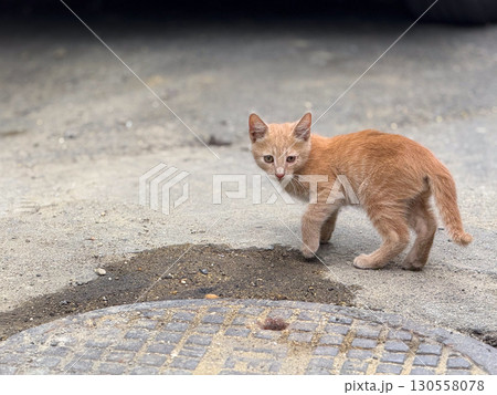 Ginger kitten standing on the street. Youthful innocence, curiosity, and adaptation in an urban outdoor environment. Ginger kitten standing on the street. Youthful innocence, curiosity, and adaptation in an urban outdoor environment. 130558078