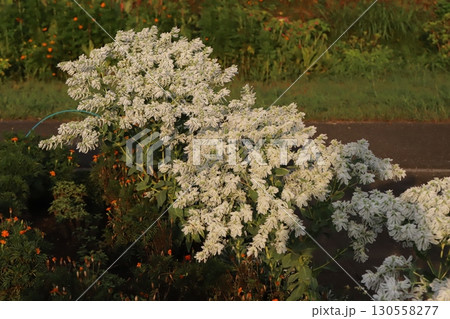 夏の庭に咲く緑色に白い縁取りのある葉と白い小花のハツユキソウの花 130558277