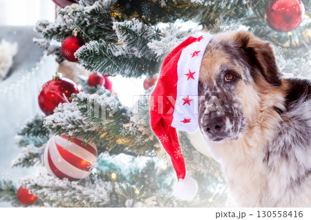 Dog wearing red Santa hat near Christmas tree 130558416