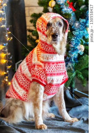 Dog wearing red holiday suit near Christmas tree 130558417