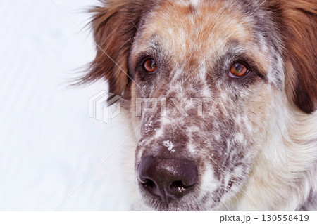 Attentive looking up dog, portrait 130558419