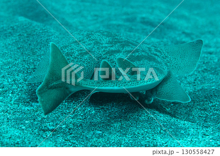 泳ぐカスザメ 海の生物 泳ぐカスザメ 海の生物 130558427