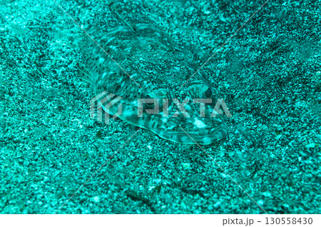 海底の砂に擬態した魚　海の生物 130558430