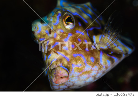 シマウミスズメ　海の生物 130558475